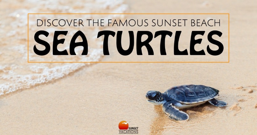 Discover the Famous Sunset Beach Sea Turtles | Sunset Vacations