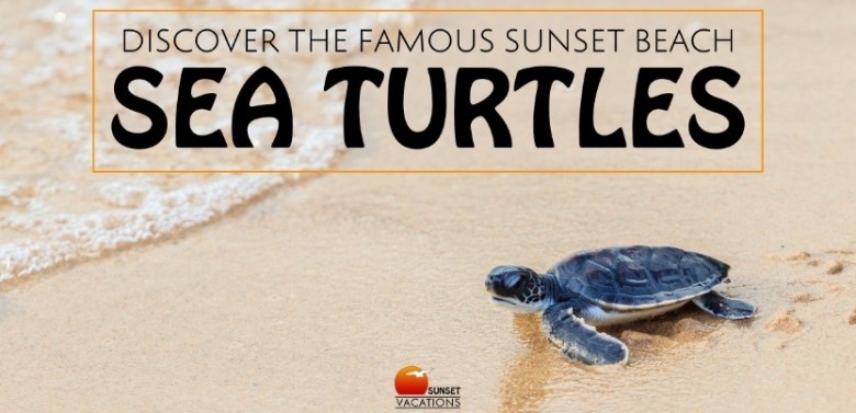 Sea Turtles | Sunset Vacations