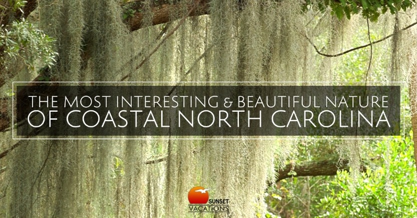 The Most Interesting and Beautiful Nature of Coastal North Carolina