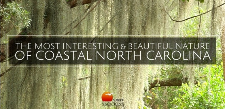Nature of NC | Sunset Vacations