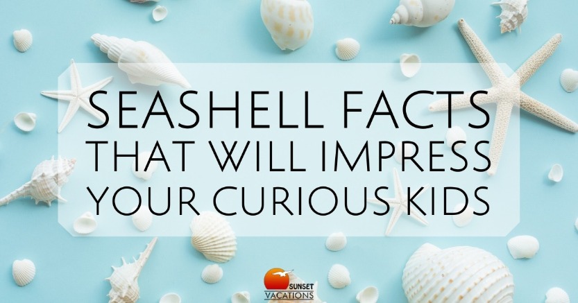 Seashell Facts That Will Impress Your Curious Kids