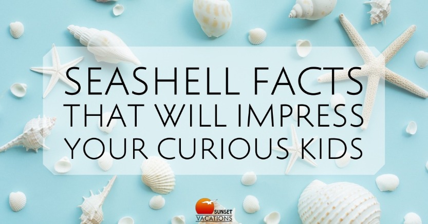 7 Facts About Seashells & Sea Life ::  :: Buy