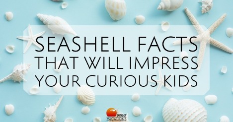 Seashell Facts | Sunset Vacations