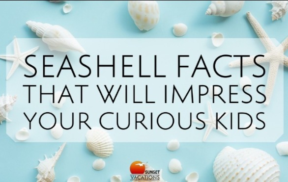 Seashell Facts | Sunset Vacations