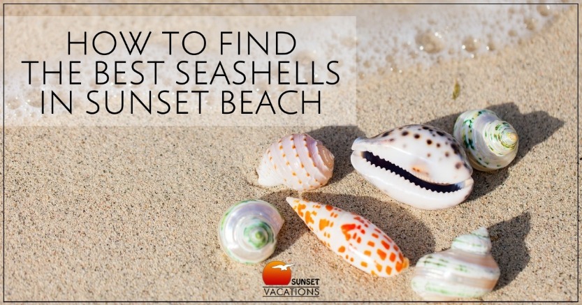 How to Find The Best Seashells in Sunset Beach