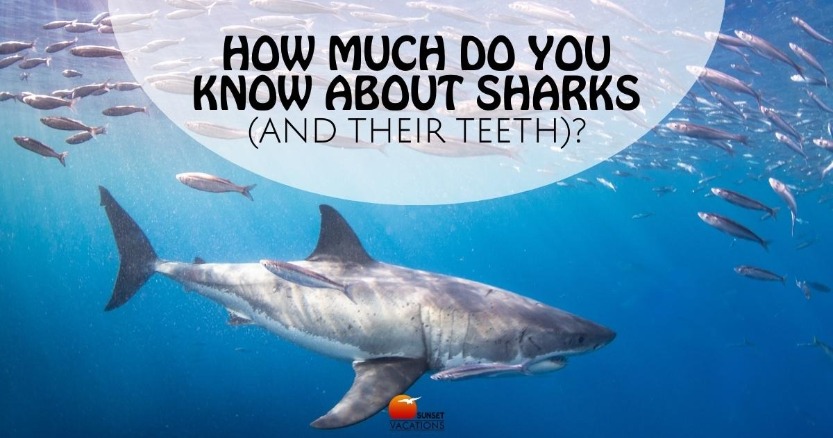 How Much Do YOU Know About Sharks (and their teeth)?