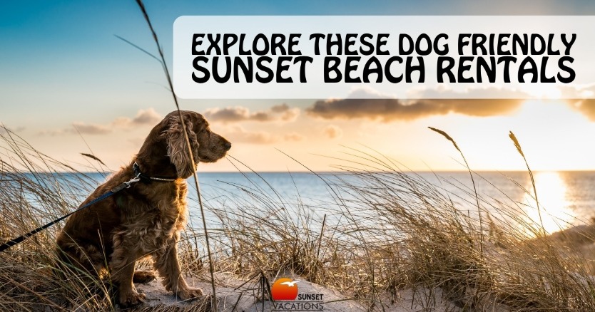 Explore These Dog Friendly Sunset Beach Rentals