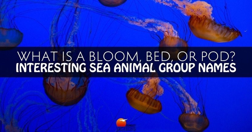 What Is a Bloom, Bed, or Pod? Interesting Sea Animal Group Names