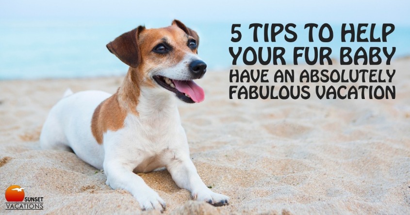 Help Your Fur Baby Have an Absolutely Fabulous Vacation
