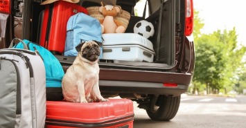 dog sitting on luggage by car being packed for vacation | Sunset Vacations