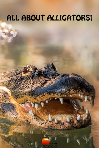 All About Alligators | Sunset Vacations