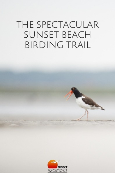 The Spectacular Sunset Beach Birding Trail