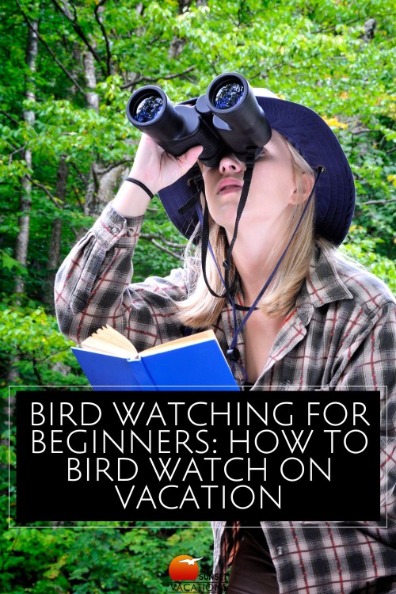 Bird Watching for Beginners: How to Bird Watch on Your Beach Vacation | Sunset Vacations