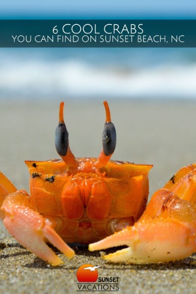 6 Cool Crabs You Can Find on Sunset Beach, NC | Sunset Vacations