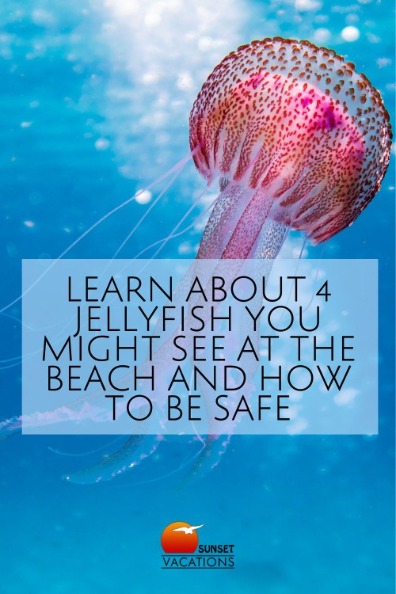 Learn About 4 Jellyfish You Might See at the Beach and How to Be Safe | Sunset Vacations