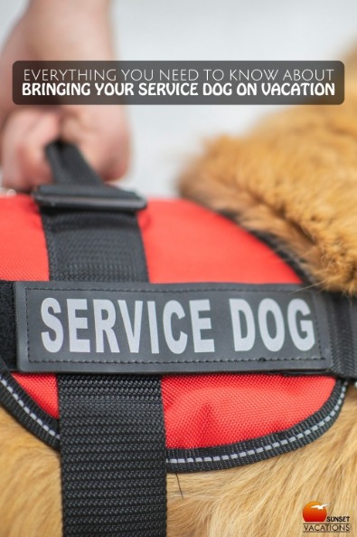 Everything You Need to Know About Bringing Your Service Dog on Vacation