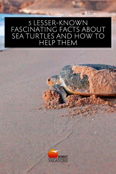 5 Lesser-Known Fascinating Facts About Sea Turtles and How to Help Them | Sunset Vacations