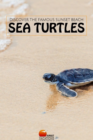 Discover the Famous Sunset Beach Sea Turtles | Sunset Vacations