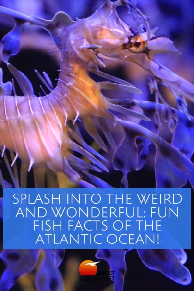 Splash into the Weird and Wonderful: Fun Fish Facts of the Atlantic Ocean! | Sunset Vacations