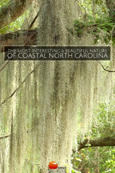 The Most Interesting and Beautiful Nature of Coastal North Carolina