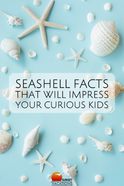 Seashell Facts That Will Impress Your Curious Kids