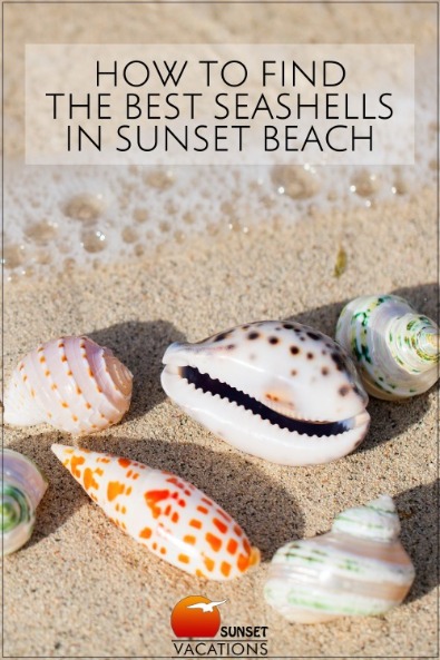 How to Find The Best Seashells in Sunset Beach