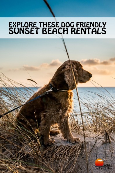 Explore These Dog Friendly Sunset Beach Rentals