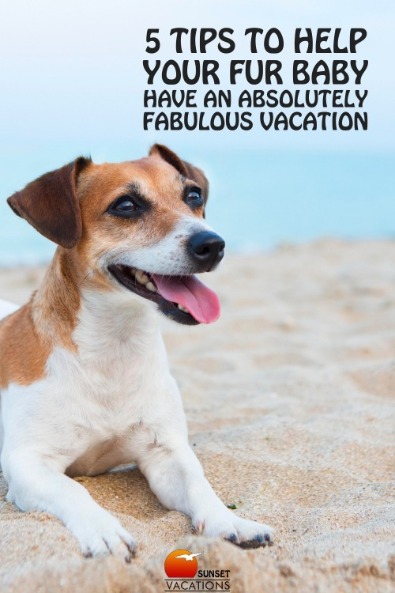 5 Tips to Help Your Fur Baby Have an Absolutely Fabulous Vacation