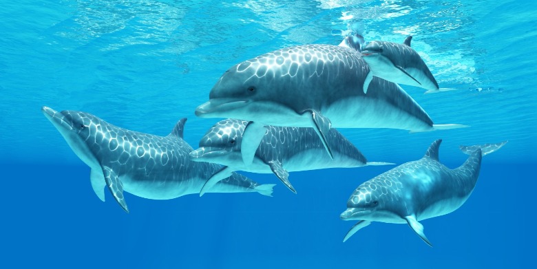 What Is a Bloom, Bed, or Pod? Interesting Sea Animal Group Names What Is a Bloom, Bed, or Pod? Interesting Sea Animal Group Names