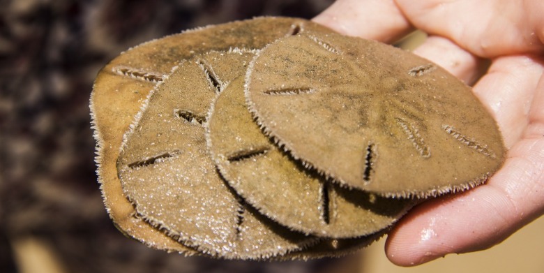 A Purse of Sand Dollars | Sunset Vacations