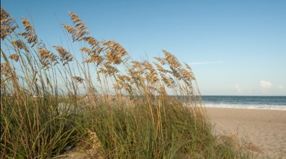 Sea Oats | Sunset Vacations