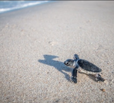 Sea Turtle | Sunset Vacations