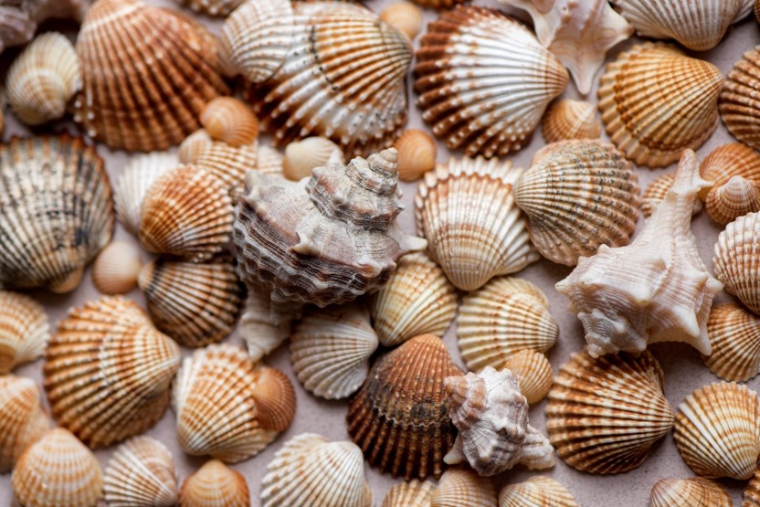 Seashells on Sunset Beach, NC | Sunset Vacations