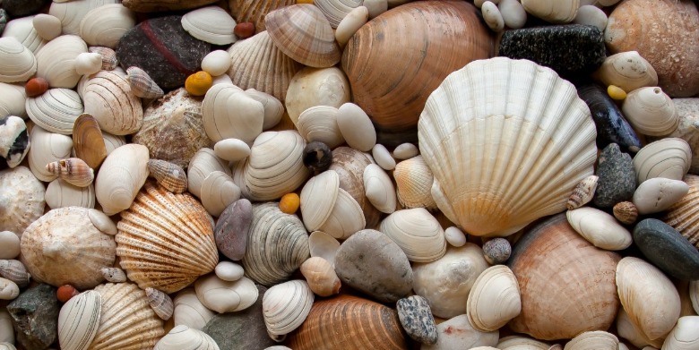 make a seashell disappear | Sunset Vacations