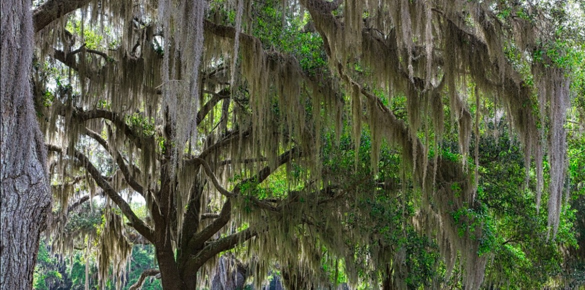 Ohio Birds and Biodiversity: Spanish Moss is not a moss