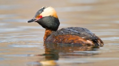 horned grebe | Sunset Vacations
