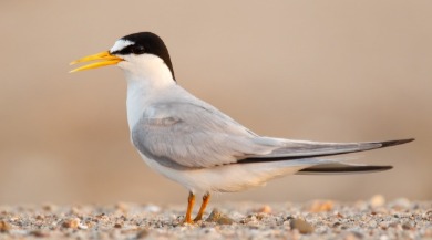 least tern | Sunset Vacations