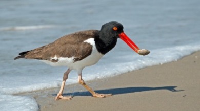 american oystercatcher | Sunset Vacations