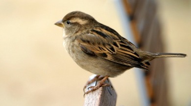 winter sparrow | Sunset Vacations