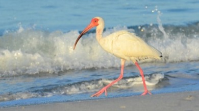 white ibis | Sunset Vacations
