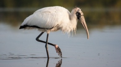 wood stork | Sunset Vacations