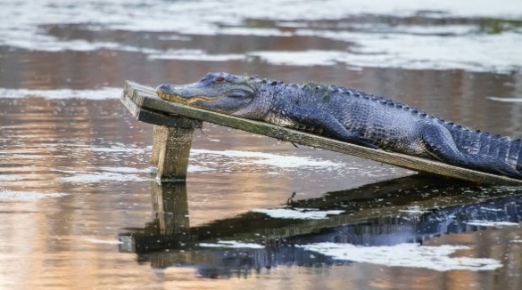 American Alligator | Sunset Vacations