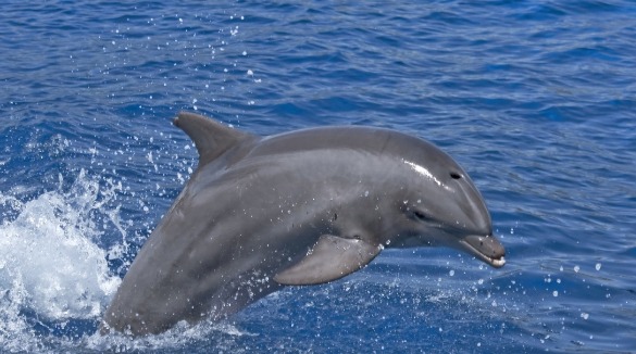  Bottlenose Dolphin | Sunset Vacations