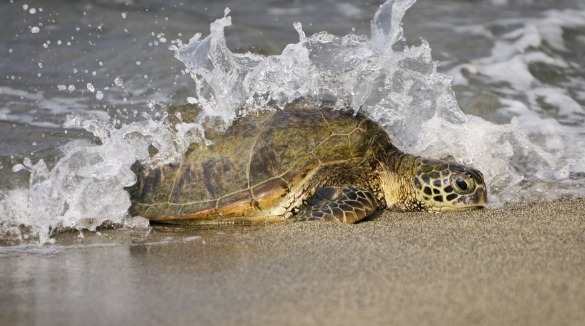 Nesting Loggerhead Sea Turtles | Sunset Vacations