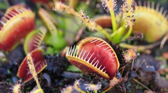 Venus fly traps | Sunset Vacations