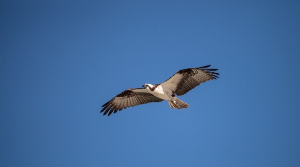 Osprey | Sunset Vacations