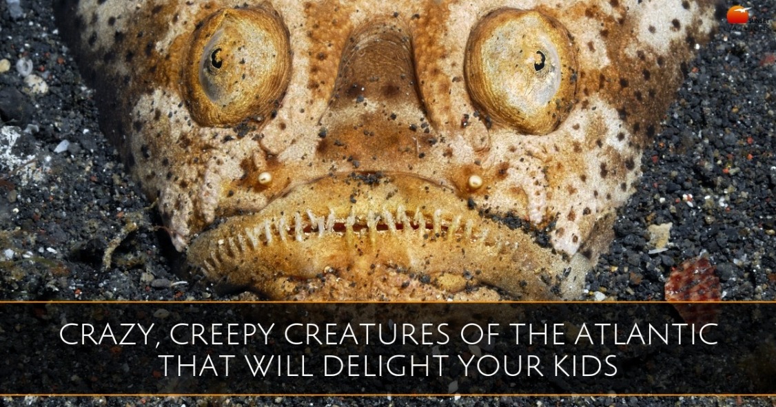 Crazy, Creepy Creatures of the Atlantic That Will Delight Your Kids Crazy, Creepy Creatures of the Atlantic That Will Delight Your Kids