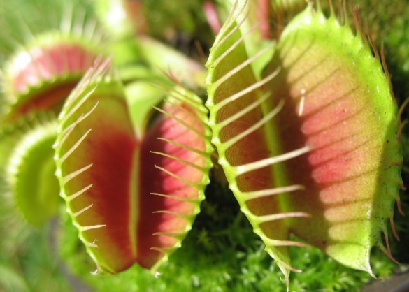 Venus Fly Trap | Sunset Vacations