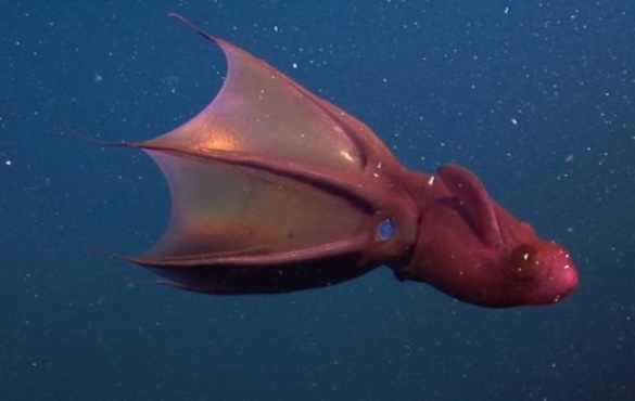 Vampire Squid | Sunset Vacations